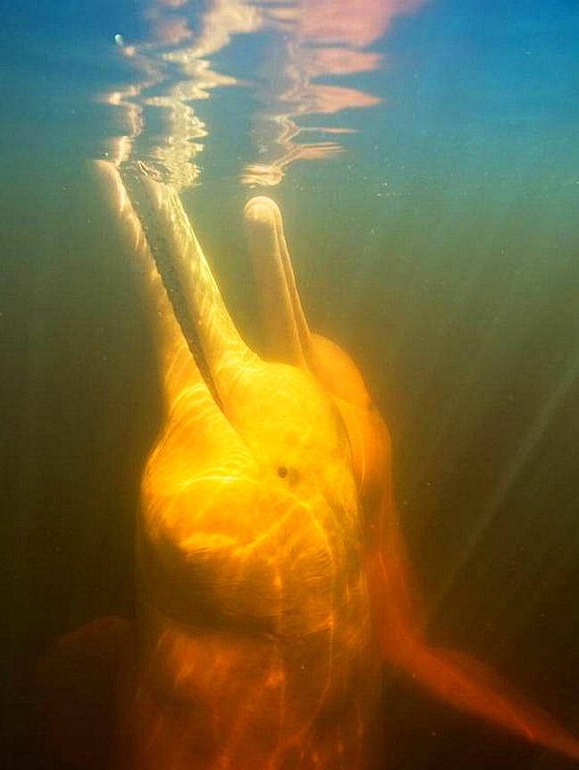 Amazon Pink River Dolphin or Boto Inia geoffrensis Underwater, Rio Negro BRAZIL